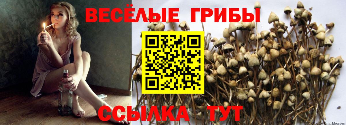 Псилоцибиновые грибы мицелий Котельники